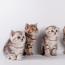 Четыре прибыльных идеи для мам-домохозяек Разведение породистых кошек