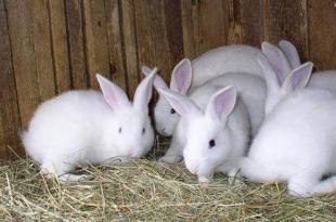 Бизнес план по разведению кроликов